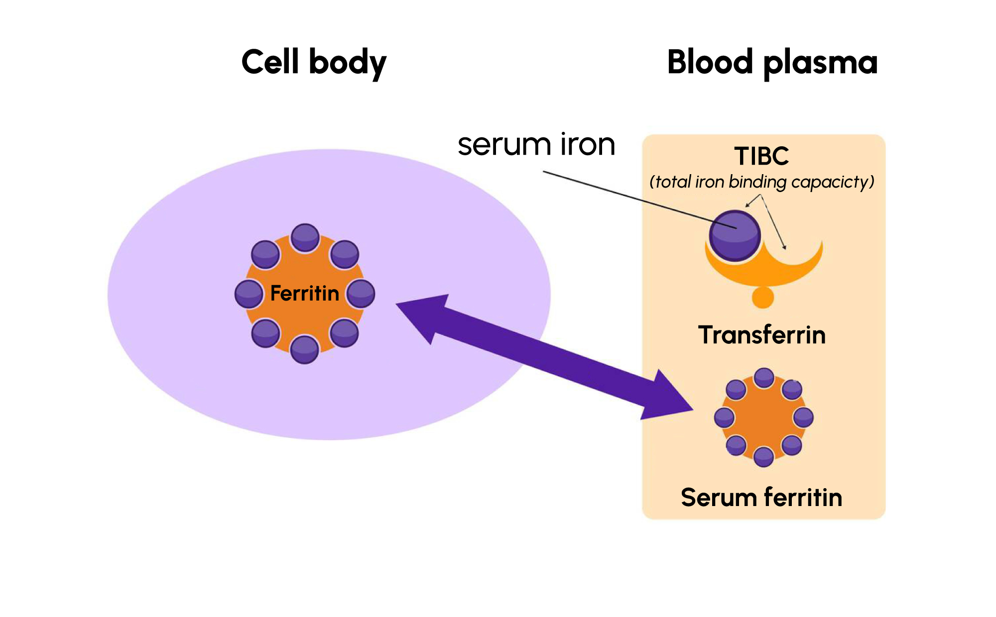 Figure 1. Simplified overview of ferritin as an iron-storage protein and its relationship with circulating iron and transferrin.