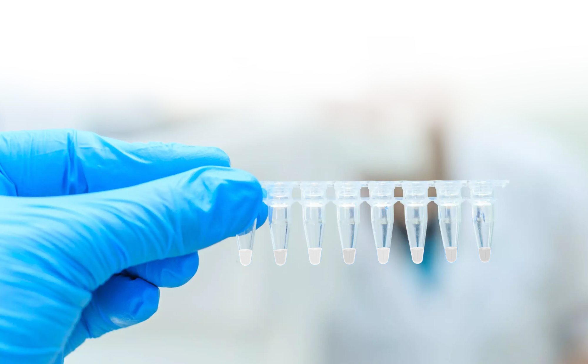 Bordetella Genotyping by qPCR: Differentiating Key Respiratory Pathogens 3 Figure3: LyoSens™ lyophilized qPCR reagents in ready-to-use PCR tubes.
