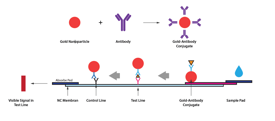 Figure 1. Basic structure and working principle of a lateral flow assay.